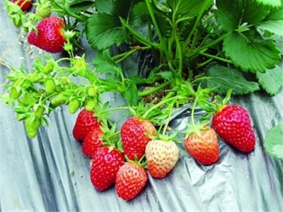 草莓竟成最“脏”水果？专家：有农残不等于不安全