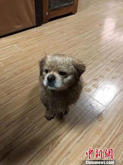 莫高窟萌狗“乐乐大王”雨雪天气巡窟走红网络