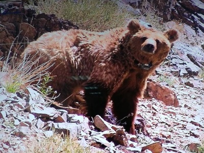 我国首个野生动物保护技术援外项目:帮蒙古国保护国熊