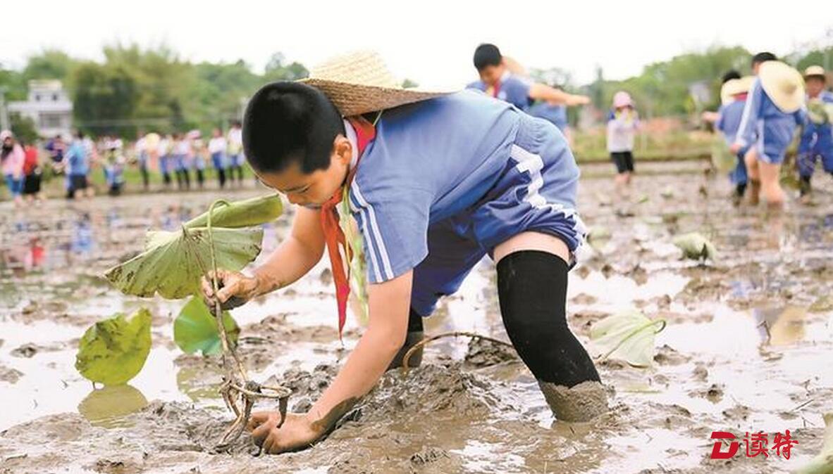 插秧、种藕.....宝安娃走进新农村体验农耕生活
