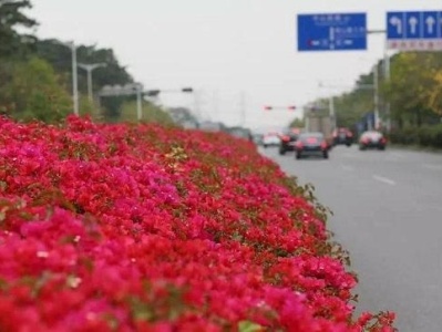 2019年底，宝安将建设40条以上“花卉景观大道”