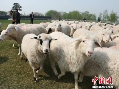 王毅：蒙古国赠送中国3万只绵羊 增进两国人民友谊