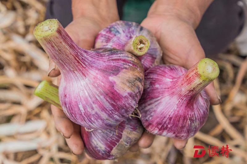 洱源大蒜滞销告急！你吃到这家超市卖的“爱心蒜”了吗？