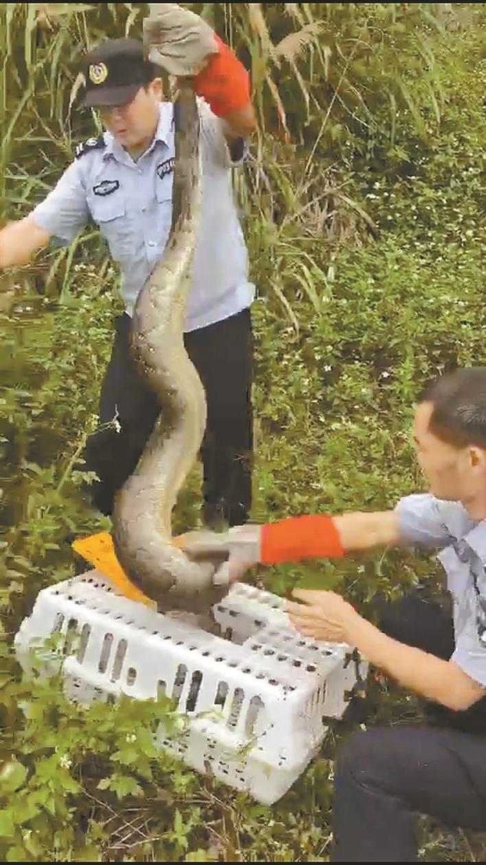 50斤大蟒蛇居民楼下晒太阳 森林消防队员将它送回山林