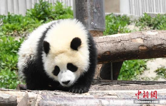 滚滚你怎么了？！成都多只大熊猫遭遇