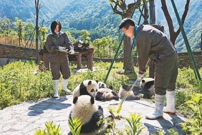 香港援建熊猫幼儿园：去年新生19只宝宝正成长