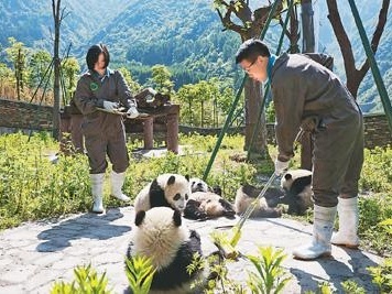 香港援建熊猫幼儿园：去年新生19只宝宝正成长