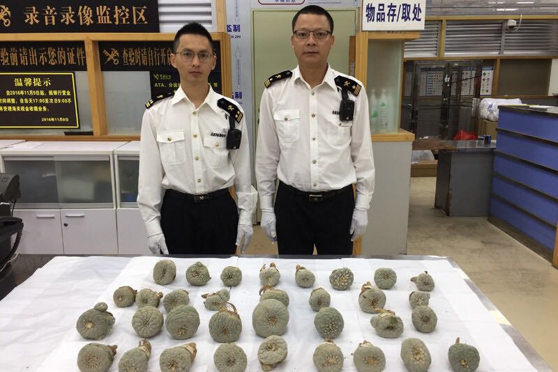 皇岗海关查获“无刺仙人掌”120余株，含致幻毒性生物碱