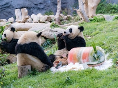 澳门为大熊猫孖宝庆祝两岁生日