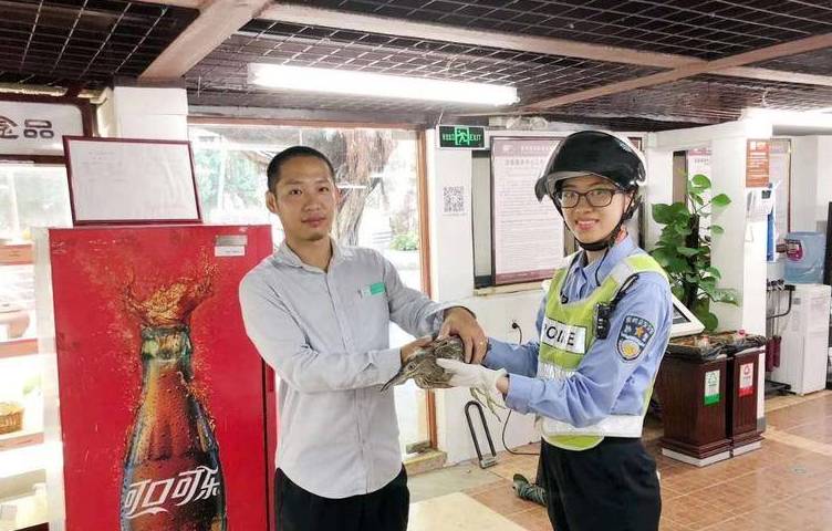 暖心！惠州女交警从车底下抢救出来一只夜鹭