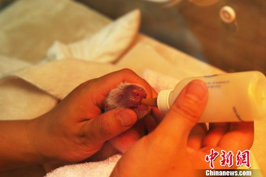 成都大熊猫“科琳”产下一只雄性大熊猫宝宝
