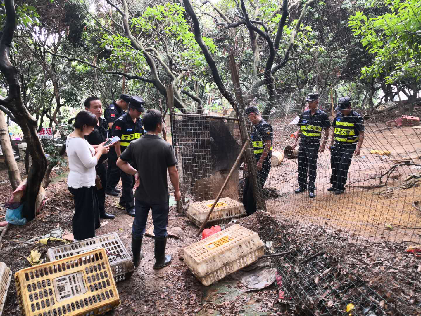 查获活禽537只！石岩捣毁水源地非法养殖窝点23处