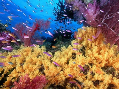 拯救大堡礁！澳大利亚科学家拟向空中射盐分散阳光
