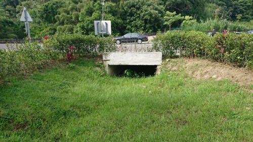 台湾1只濒危野生动物石虎公路死亡 靠近生物廊道