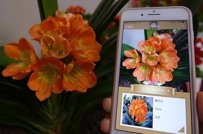 深圳93万人爱用手机识花 这三种花被“扫”最多