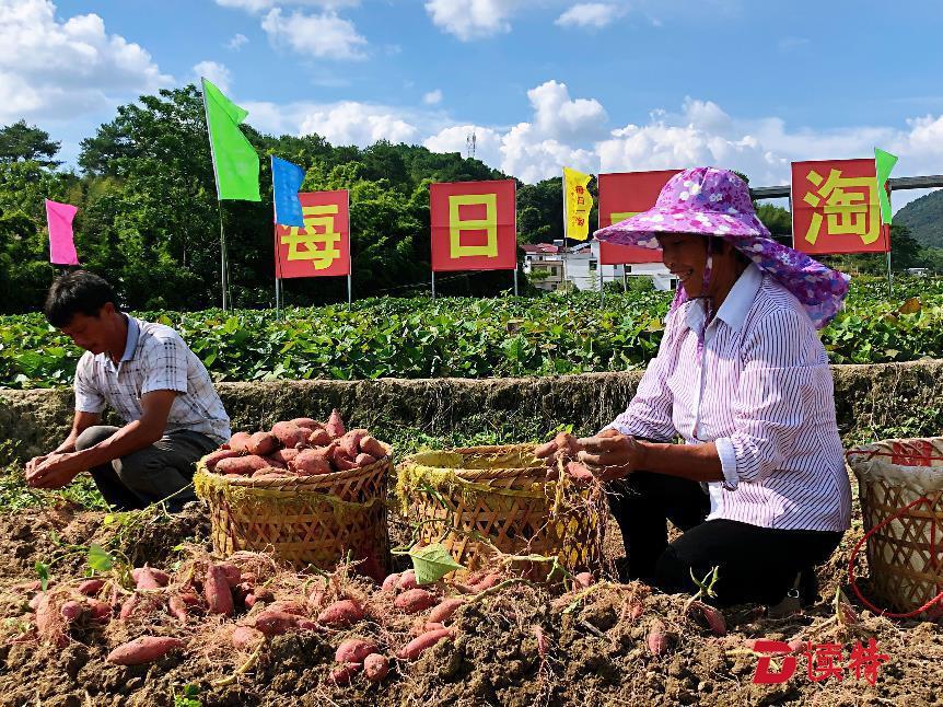 “四个一”扶贫模式发力  每日一淘创新解决农产品销路