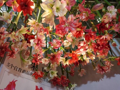 中国最大朱顶红生产商亮相昆明国际花卉展
