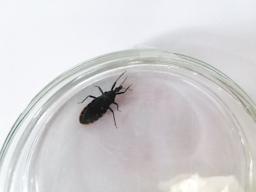 这只被悬赏8元的锥蝽会传播“新型艾滋病”？ 