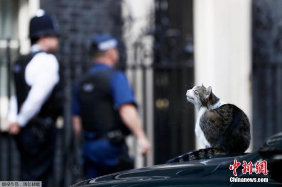 英两位内阁部长相继辞职 首相府“御猫”:我哪都不去 