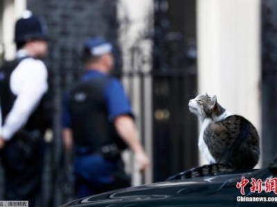英两位内阁部长相继辞职 首相府“御猫”:我哪都不去 