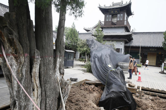 阴雨致西安古观音禅寺千年侧柏倒掉