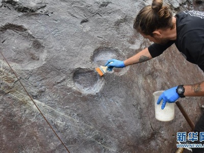 中国境内发现两种新恐龙化石 科学家：大爪子会吃虫