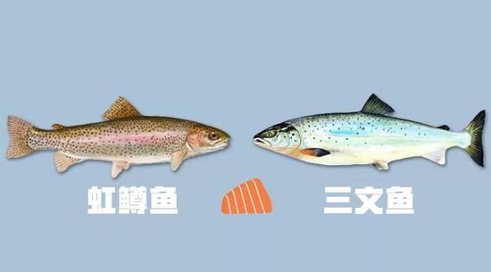 虹鳟混入后，三文鱼考虑改称“海产大西洋鲑”