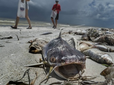 美国佛罗里达州海边现大量巨型死鱼 触目惊心