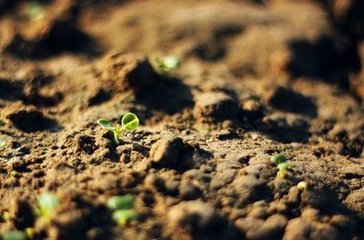 全球变暖致森林土壤吸收温室气体能力下降