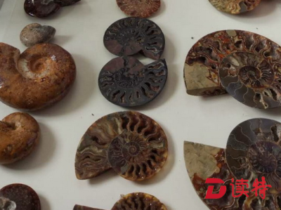 ​旅客出境竟带恐龙蛋！深圳海关移交查获的161件古生物化石