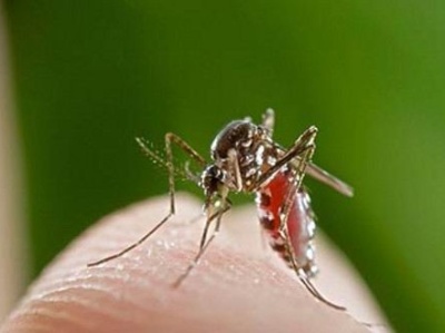 深圳市疾控：暴雨过后市民居家应注意防蚊虫