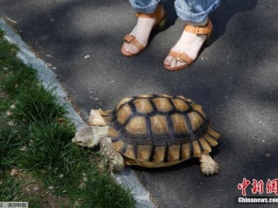 龟兔赛跑，乌龟能赢？科学家：乌龟一生走的路比兔子多