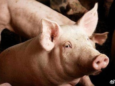 本月国内发生三起猪瘟疫情 农业农村部:正调查有无联系