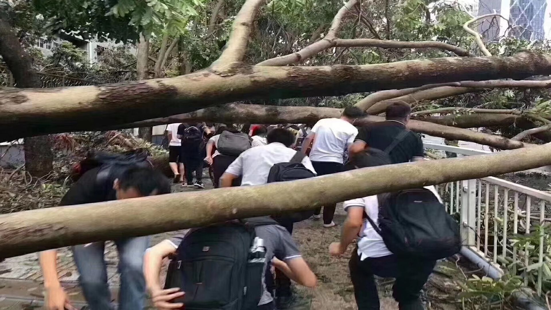 台风后的这一幕场景，透露了深圳奇迹的密码