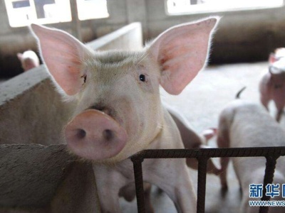 农业农村部通报黑龙江省佳木斯市非洲猪瘟疫情