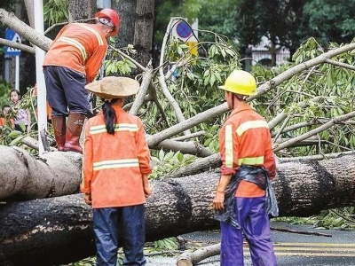 台风后不要靠近大树！已有百年大榕树倾倒刮花4辆车！