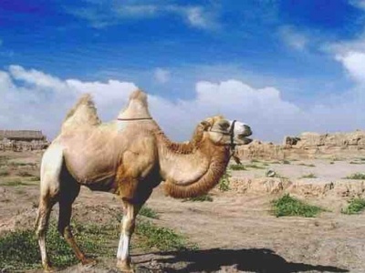 新疆罗布泊野骆驼国家级自然保护区严禁旅游探险