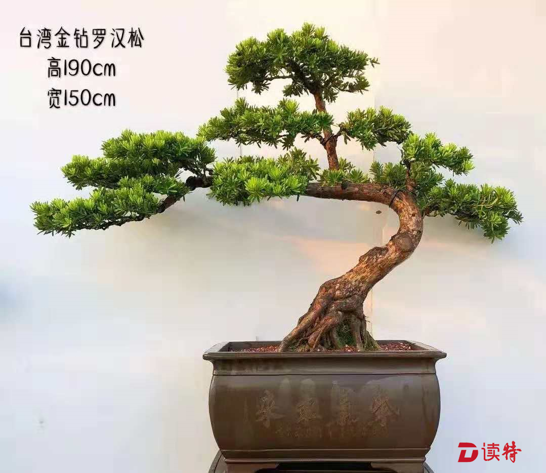 国庆假期去深圳百合花卉小镇看花镜·盆景展吧！