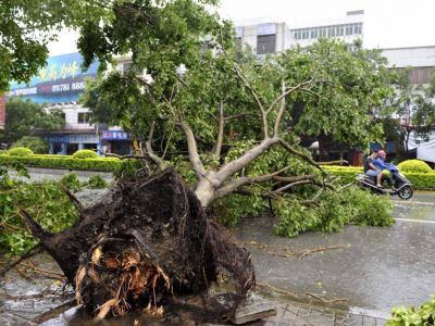 深圳市城管局提醒：外出避让受损树木及山林边坡