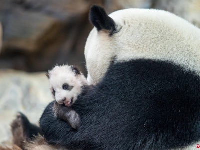 出来走两步！华南首只“子二代”熊猫领取“身份证”