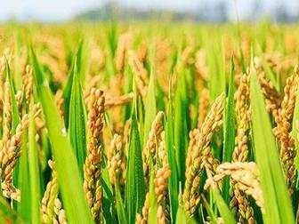 青岛试种海水稻成功：理论亩产量669公斤，实打261公斤