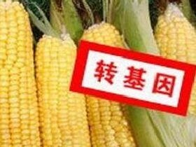 黑龙江农村大面积种转基因玉米?人民日报刊文辟谣