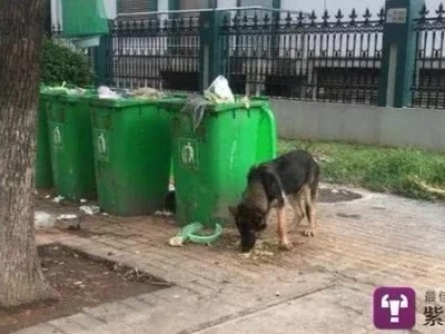 夫妻垃圾桶旁救助警犬被刑事立案 相关派出所长被停职 