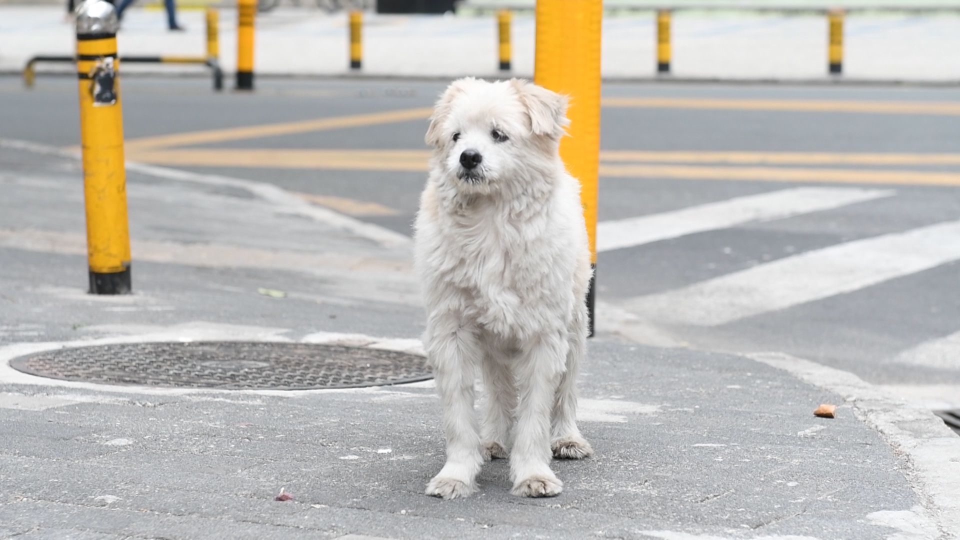 新闻路上说说说丨流浪犬、放养犬出没！怎么办？