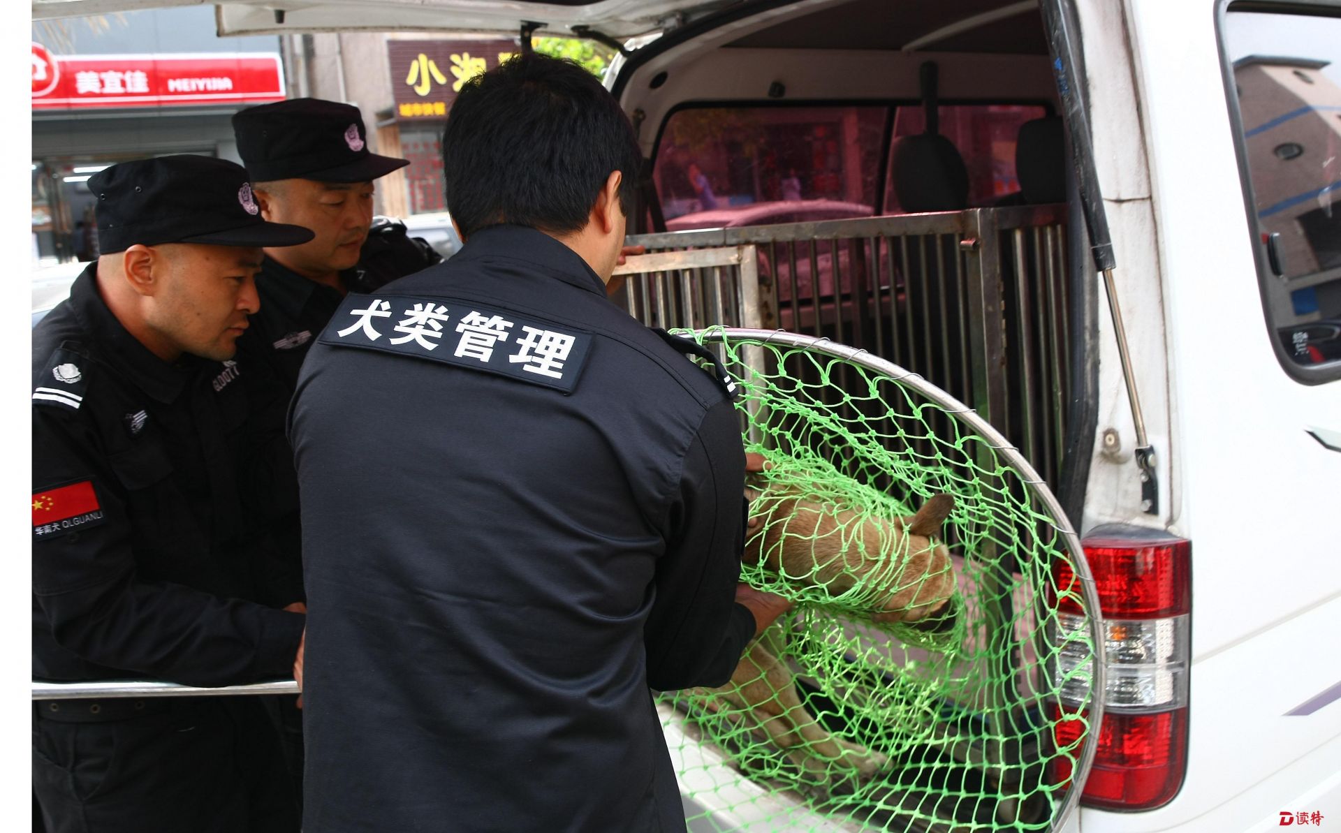 龙岗突击收治流浪犬 家养犬放养被收治的需凭证领回