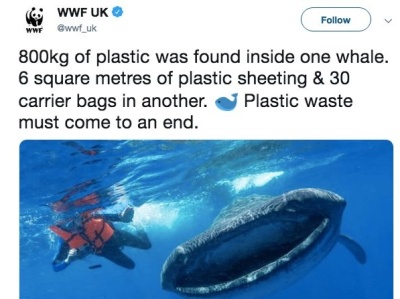 肚子塞了6公斤塑料垃圾的抹香鲸，它到底经历了什么？