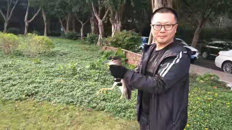 谷哥特搜 | 腿被夹断鹭鸟顽强生存 各方合力救助