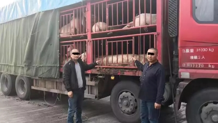 货车非法运载95头无证无标生猪 已被扑杀掩埋