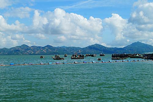去年深圳海域仅发生1起赤潮！海洋局在线访谈还提到这些……