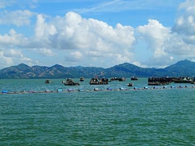 去年深圳海域仅发生1起赤潮！海洋局在线访谈还提到这些……